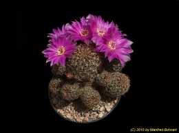 Sulcorebutia spec. de Sacabamba 2063